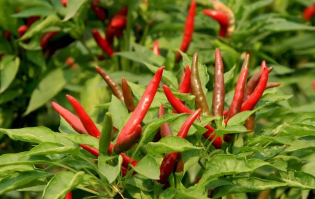 辣椒澆水方法
