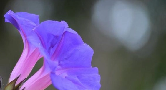 自由象征花卉 自由象征花卉