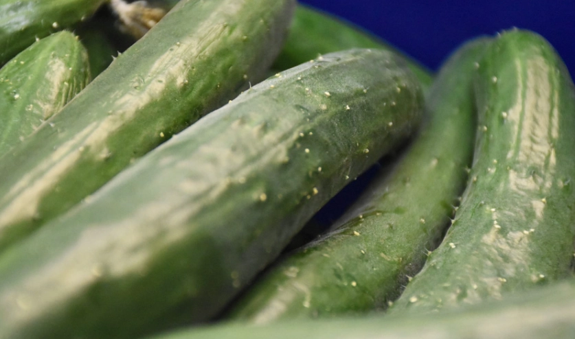 小黃瓜種植秘訣