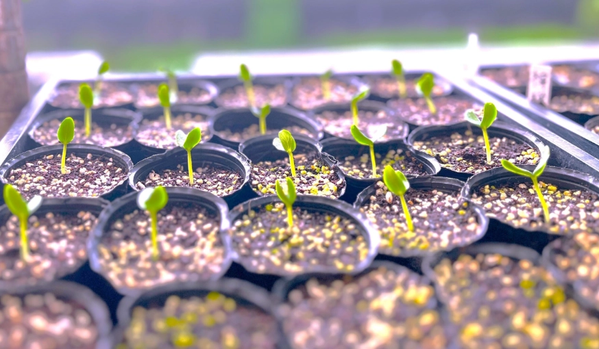 小黃瓜種植技巧