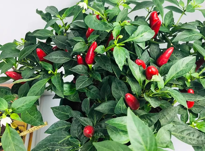 辣椒盆栽種植方法 辣椒盆栽種植方法