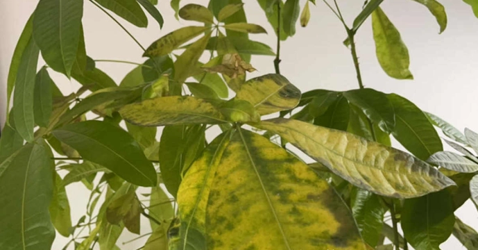 植物叶子变黄处理