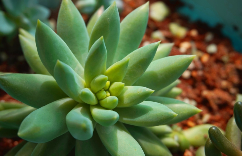 多肉植物換盆土壤 多肉植物換盆土壤