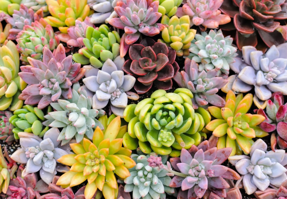 多肉繁殖方法 多肉繁殖方法