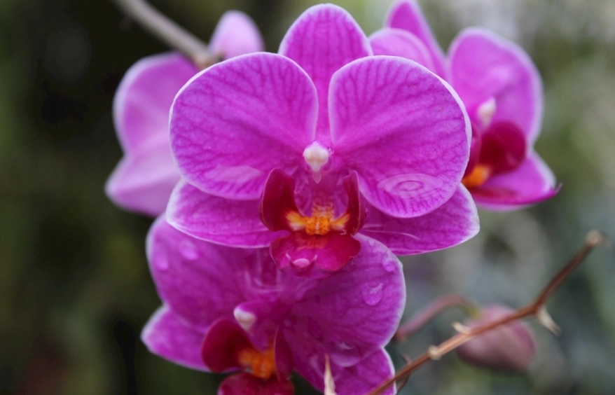 盆栽蘭花照顧技巧