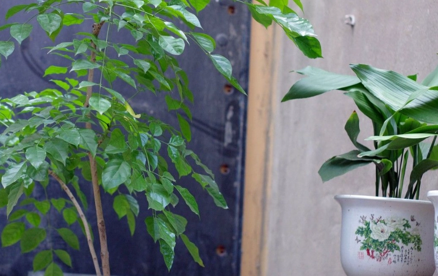 福樹風水 福樹風水