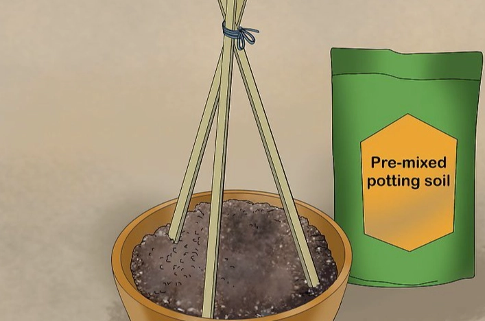 家庭菜園小黃瓜 家庭菜園小黃瓜