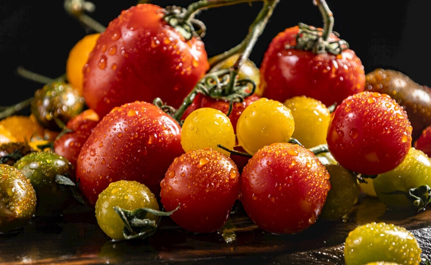 台灣小番茄種植時間