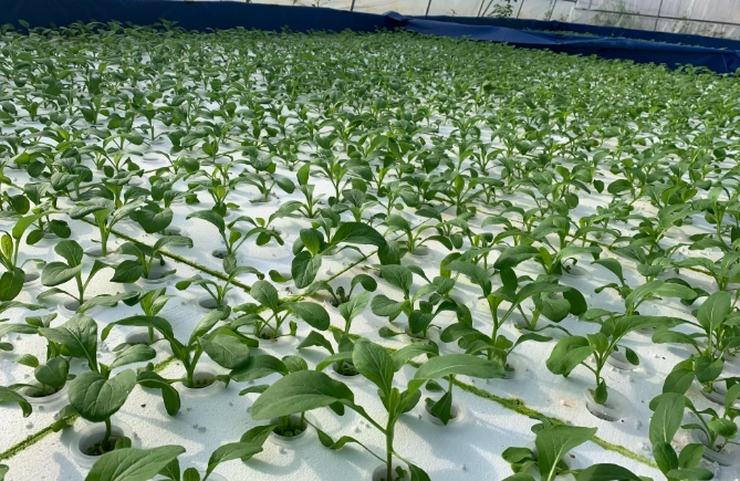 水耕蔬菜好處 水耕蔬菜好處