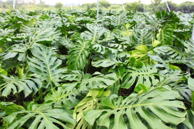 龜背芋常見問題