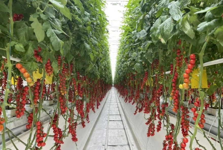 番茄栽培技術 番茄栽培技術