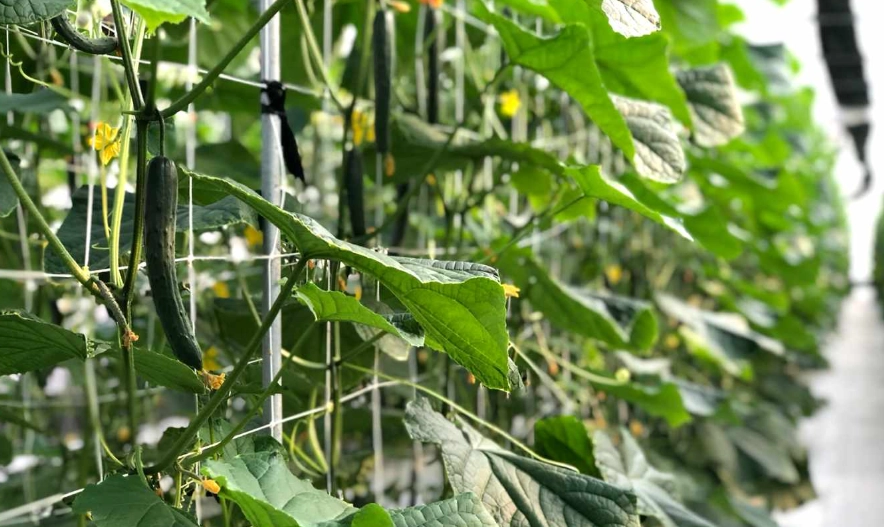 小黃瓜栽培方法