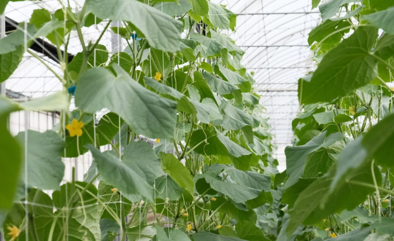 小黃瓜生長階段