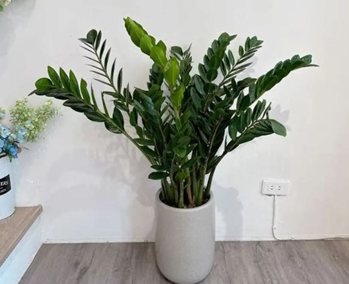 金錢樹養護技巧 金錢樹養護技巧