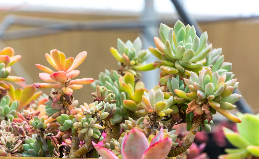 多肉澆水技巧 多肉澆水技巧