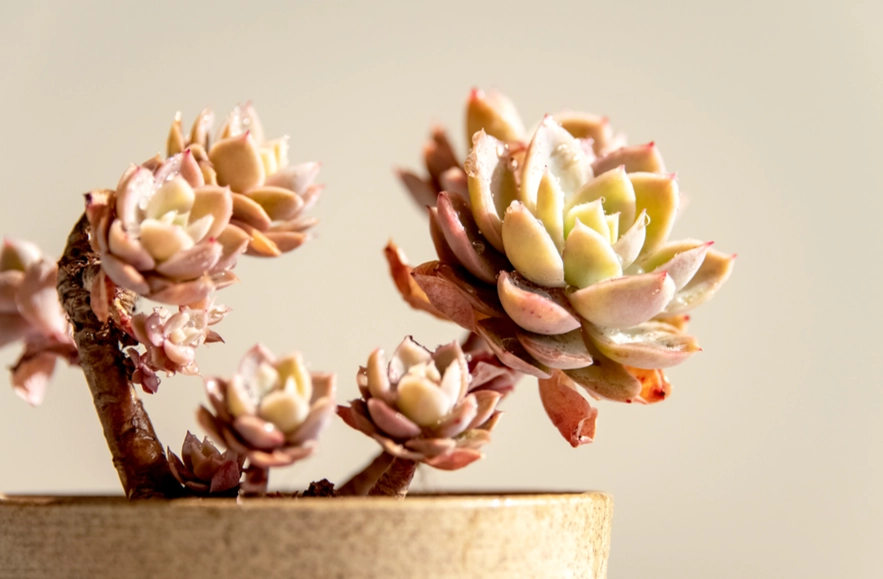 多肉植物換盆步驟