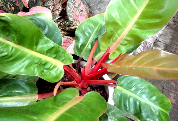 植物葉子變黃處理