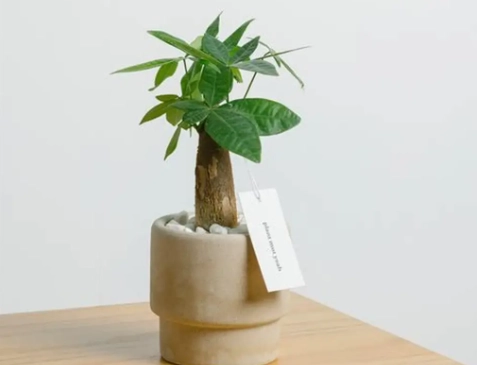 發財樹換盆方法 發財樹換盆方法