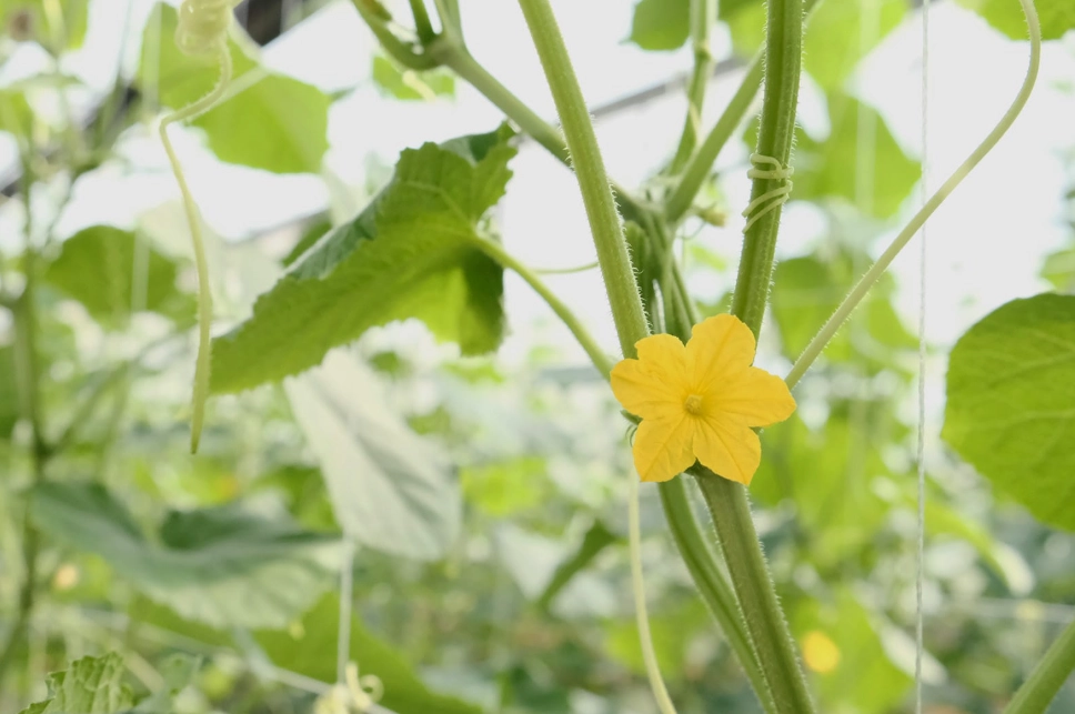 小黃瓜種植技巧 小黃瓜種植技巧