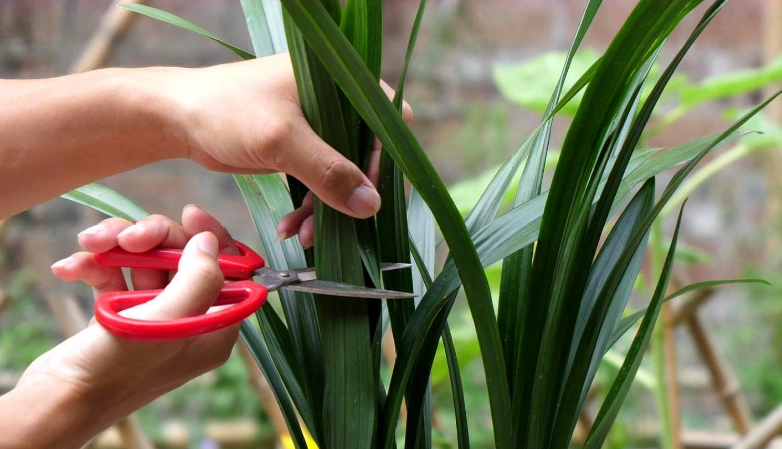 蘭花修剪方法 蘭花修剪方法