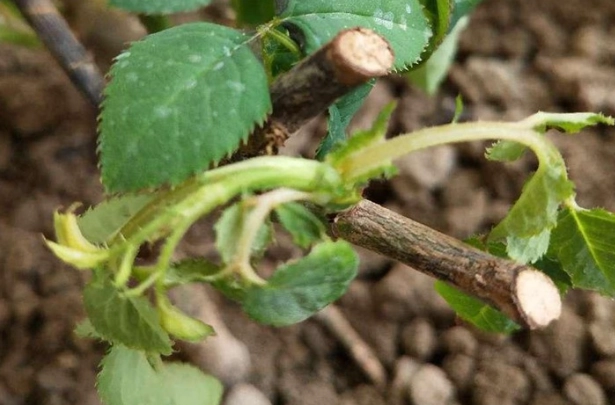 蘭花葉子變軟原因 蘭花葉子變軟原因