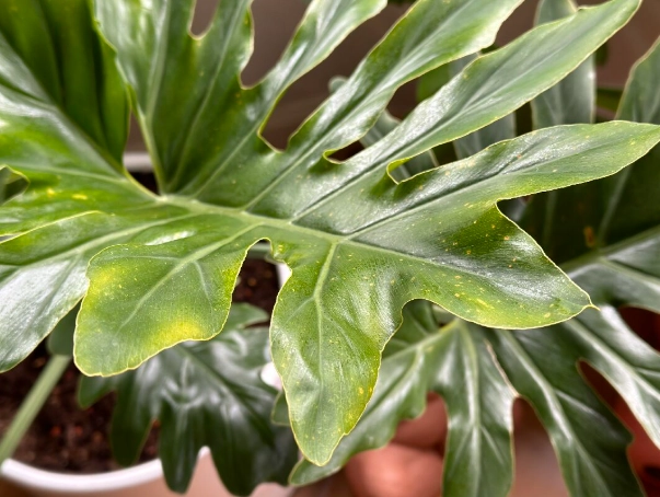 植物葉子變黃處理