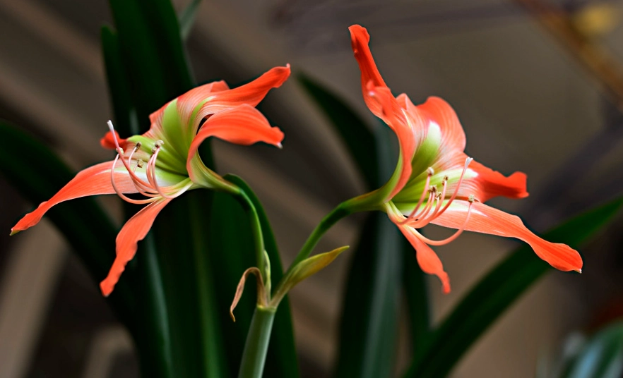 福樹風水 福樹風水