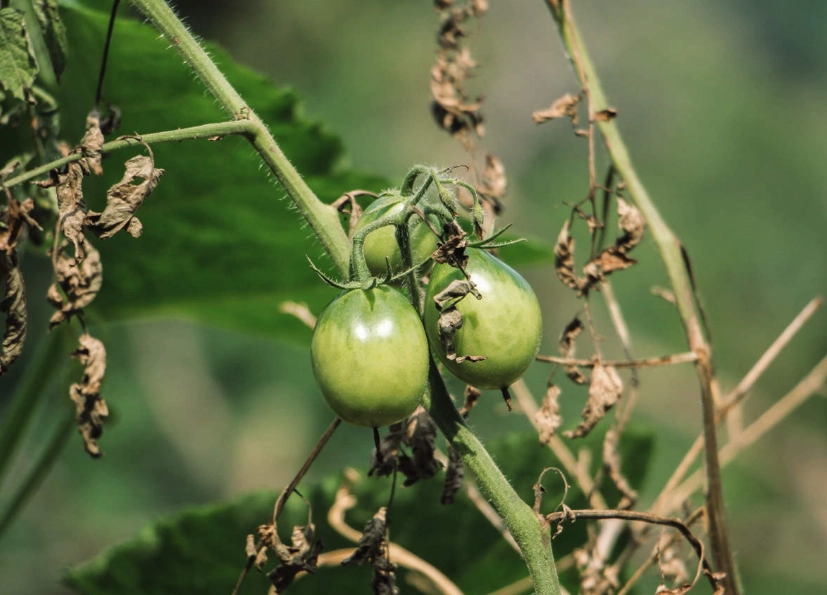 番茄種植澆水 番茄種植澆水