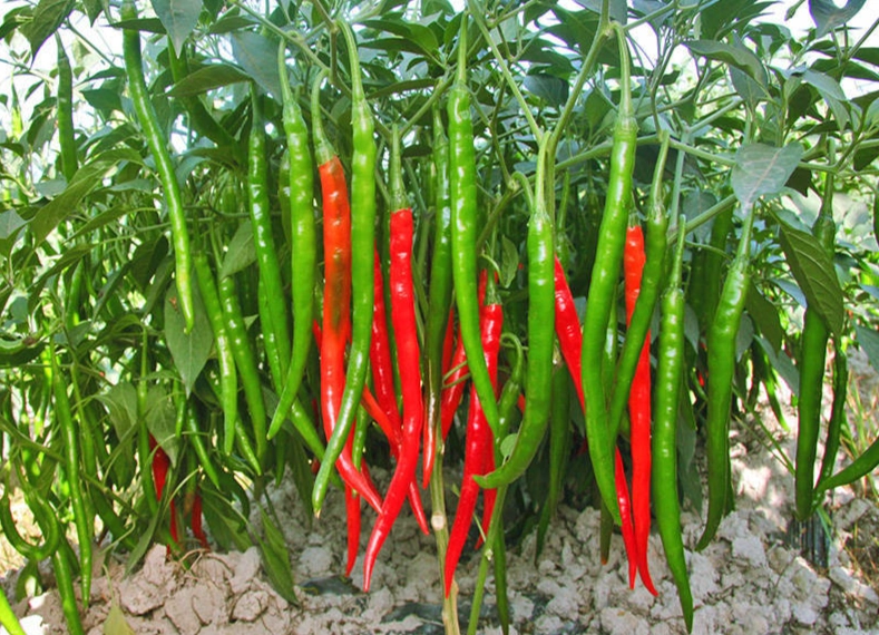 辣椒澆水方法
