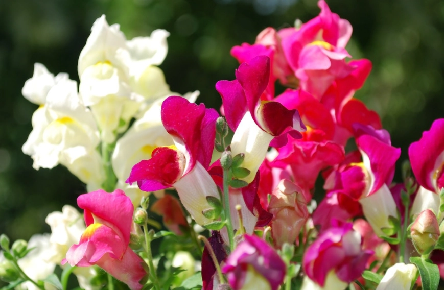 福木照顧方法 福木照顧方法