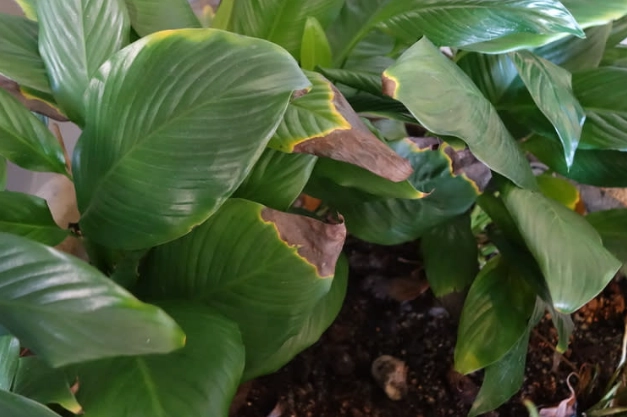 蔓綠絨照顧方法