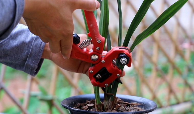 蘭花修剪方法 蘭花修剪方法