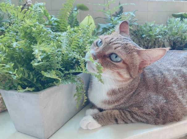 大型室內植物貓