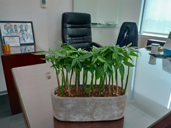 貓咪安全室內植物