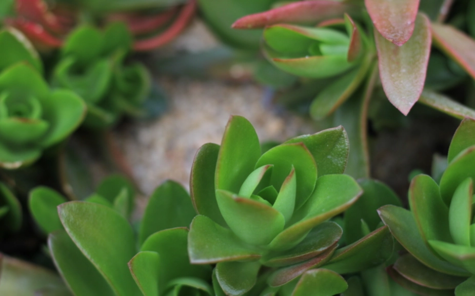 多肉植物換盆技巧