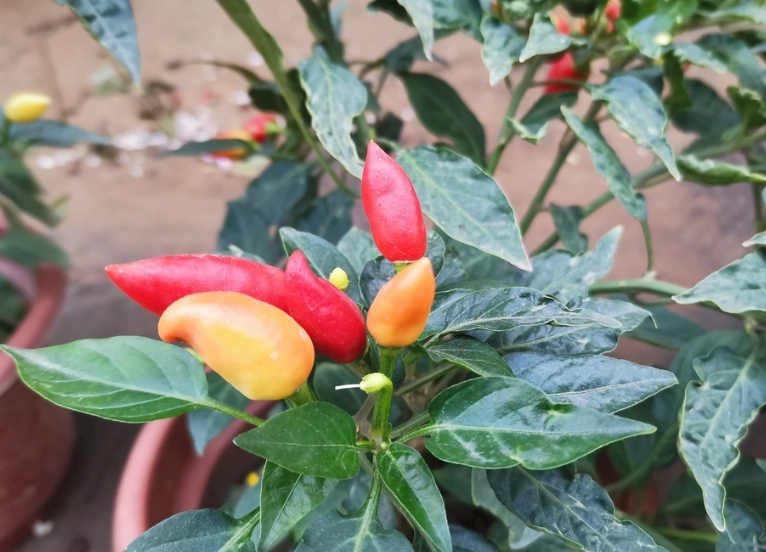 盆栽辣椒照顧技巧 盆栽辣椒照顧技巧