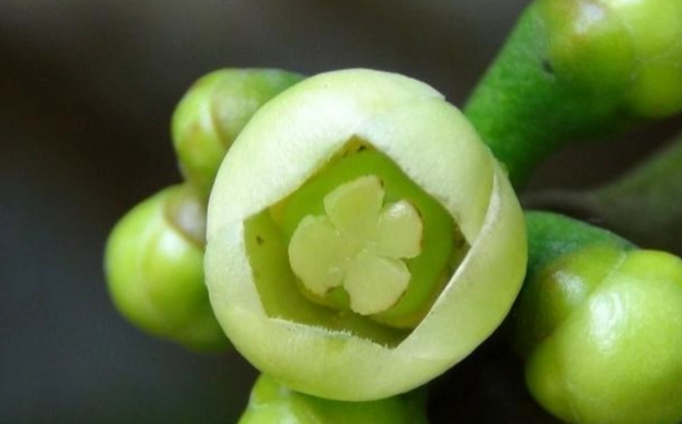 菲島福木果實功效