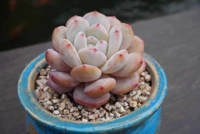 多肉植物光合作用