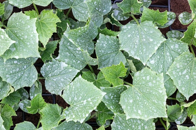 小黃瓜育苗方法