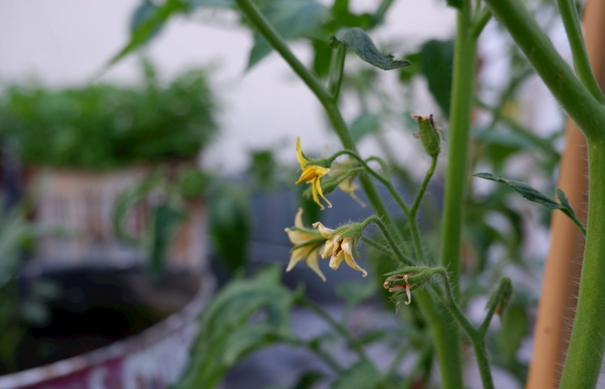 番茄只開花不結果