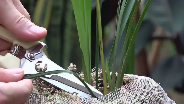 蘭花養護技巧 蘭花養護技巧