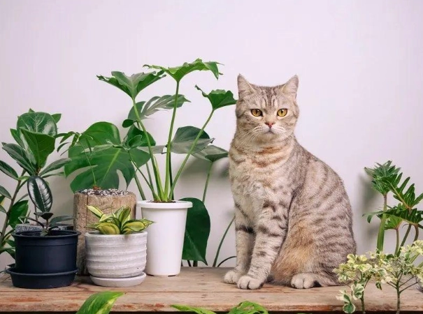 貓安全植物