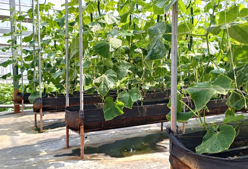 家庭菜園小黃瓜 家庭菜園小黃瓜