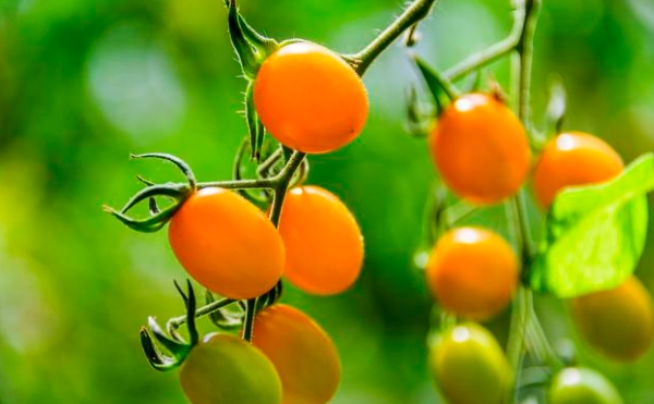 番茄矮化方法 番茄矮化方法