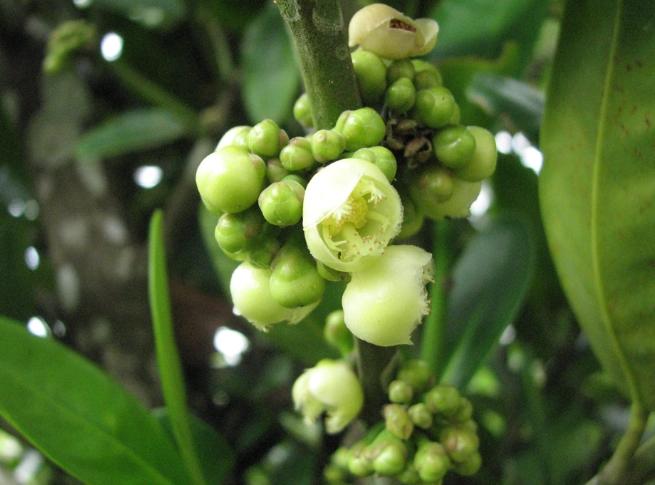 菲島福木果實營養