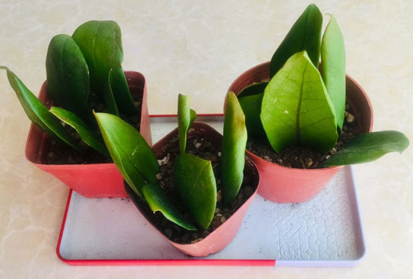 金錢樹養護 金錢樹養護