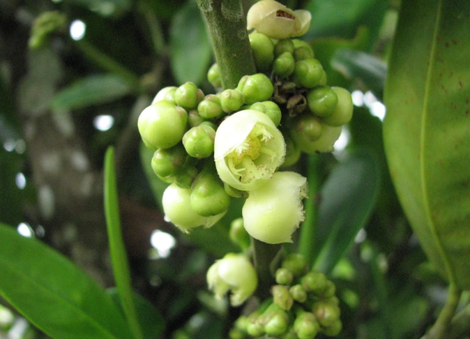 福木花照顧 福木花照顧