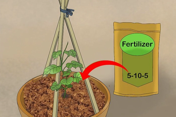 陽台小黃瓜盆栽 陽台小黃瓜盆栽