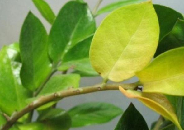 叶子变黄原因