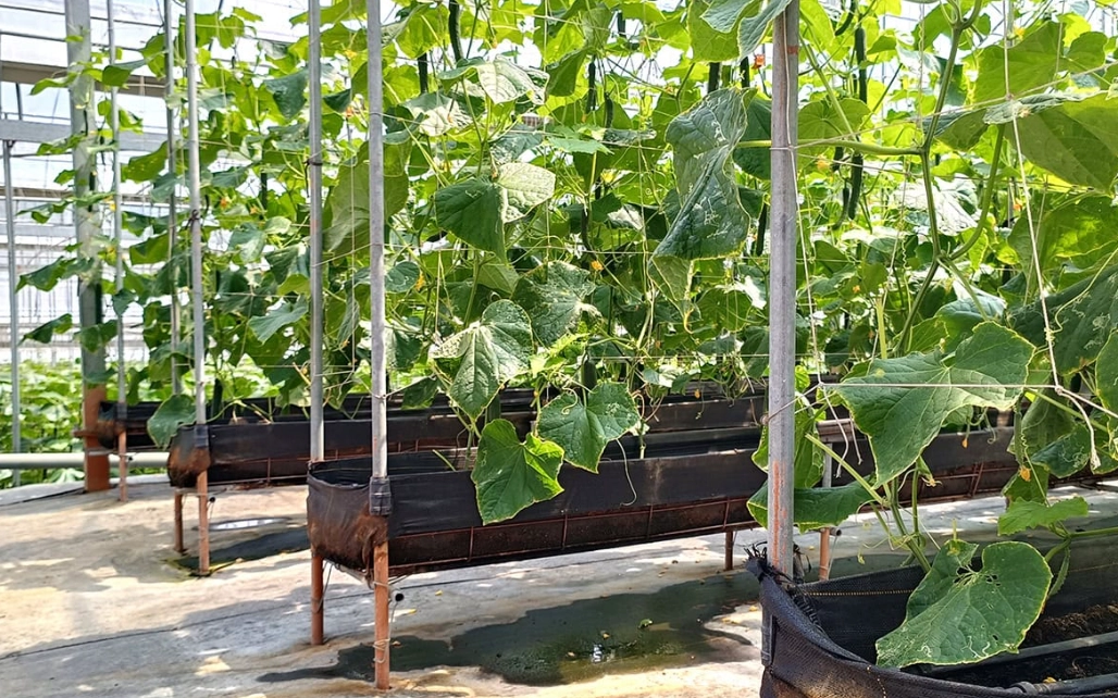 小黃瓜種植技巧 小黃瓜種植技巧